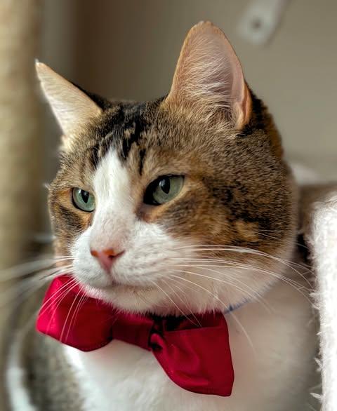 Enlarge Arya & Tpdd, a Adoptable Domestic Short Hair in Spencerville, ON image 6/6