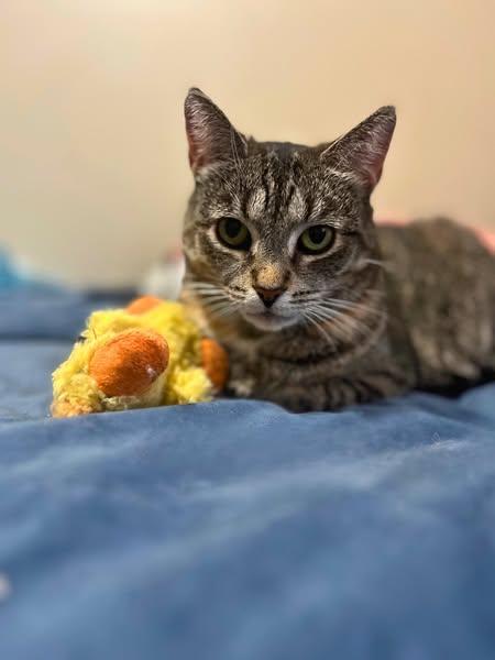 Enlarge Arya, a Adoptable Domestic Short Hair in Spencerville, ON image 1/6