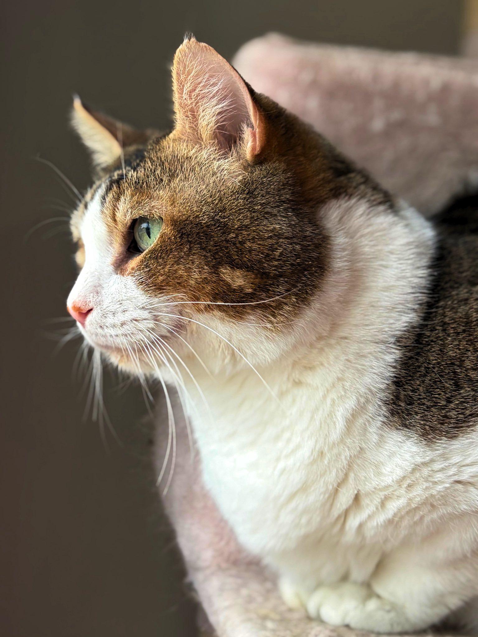 Enlarge Arya & Tpdd, a Adoptable Domestic Short Hair in Spencerville, ON image 5/6