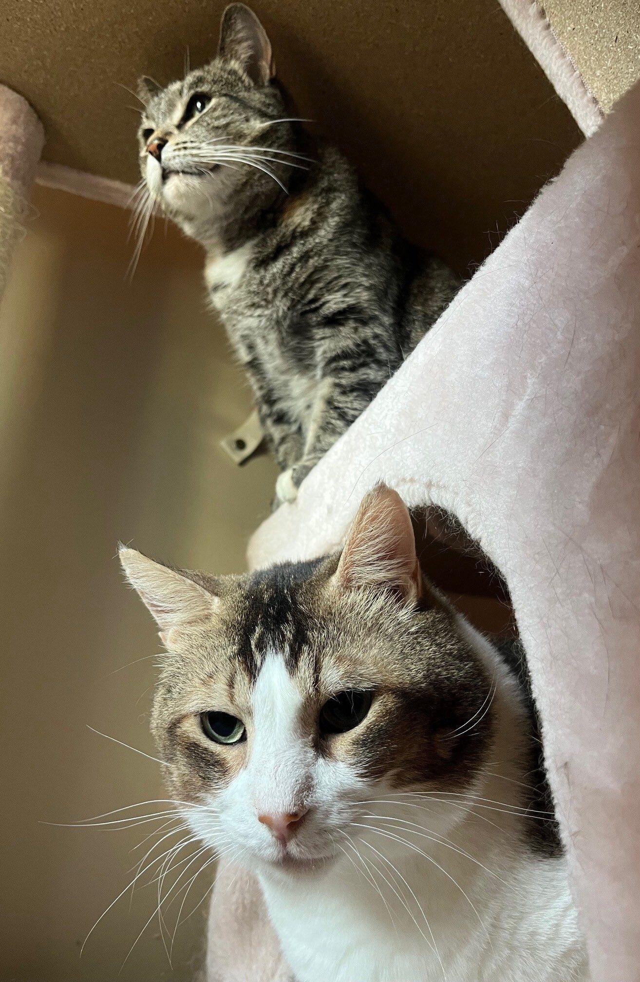 Arya & Tpdd, Adoptable, Senior Female Domestic Short Hair.