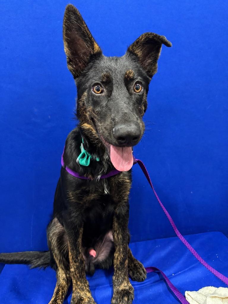 Boomer, Adoptable, Puppy Male German Shepherd Dog.