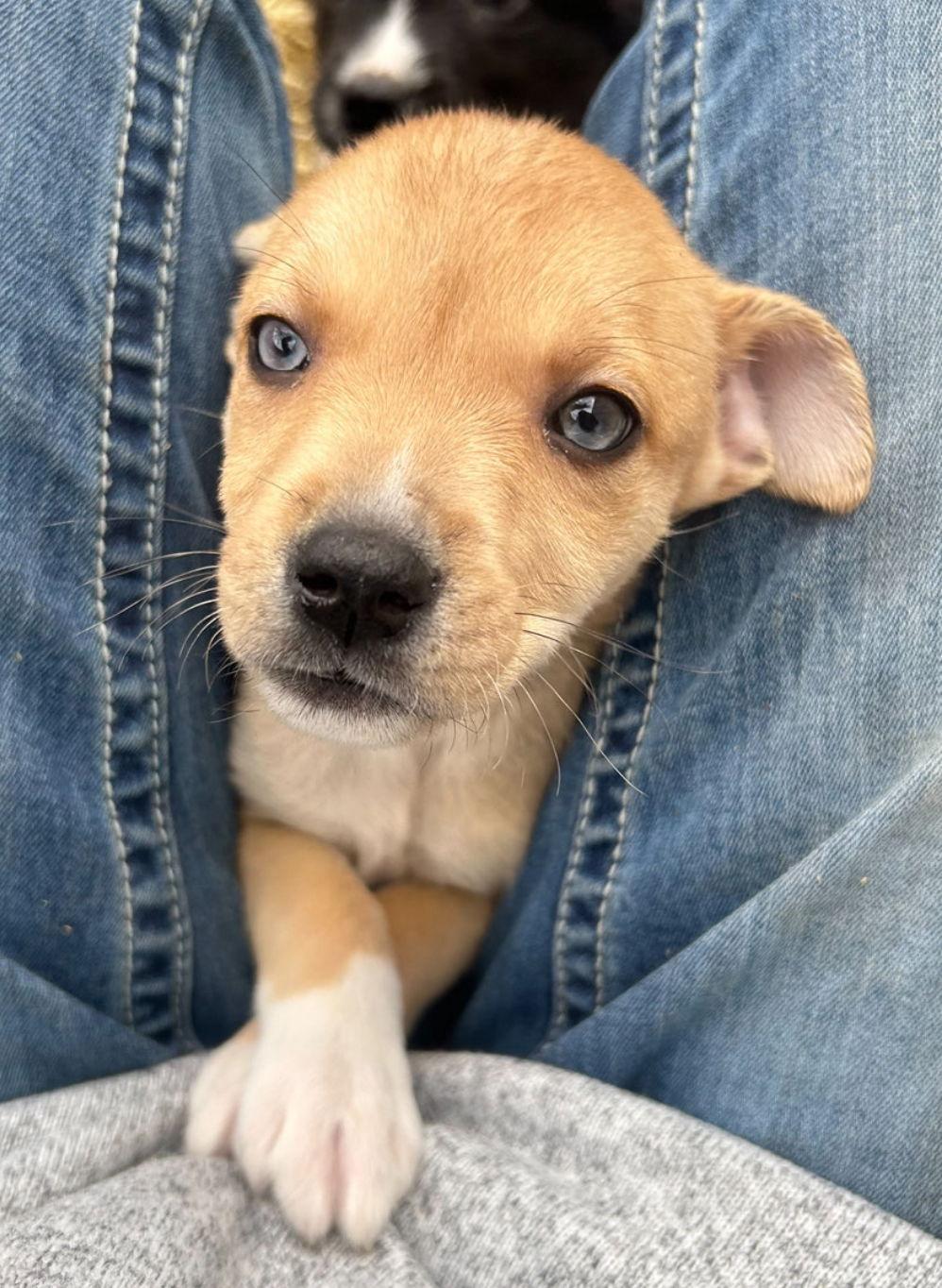 Topaz, a Adopted Mixed Breed in Laramie, WY image 1/3