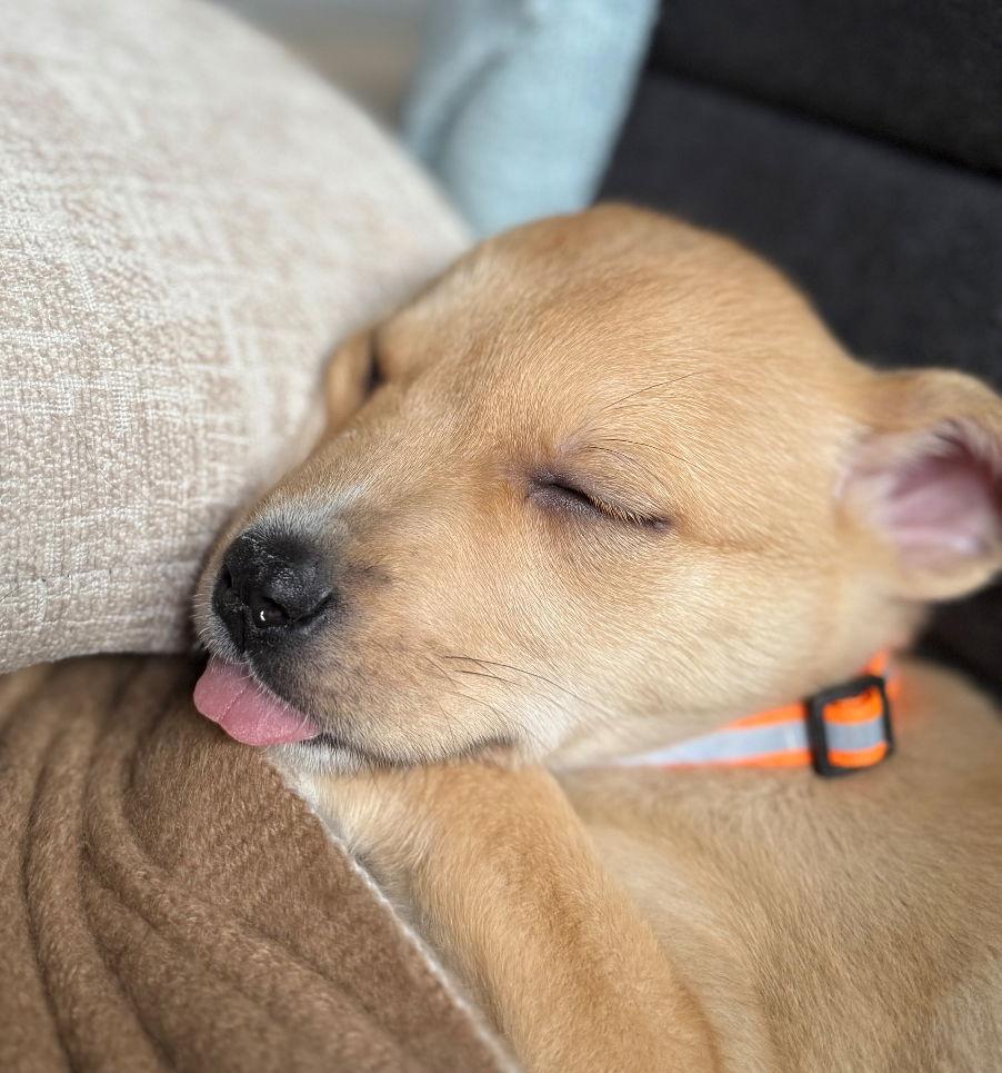 Topaz, a Adopted Mixed Breed in Laramie, WY image 2/3