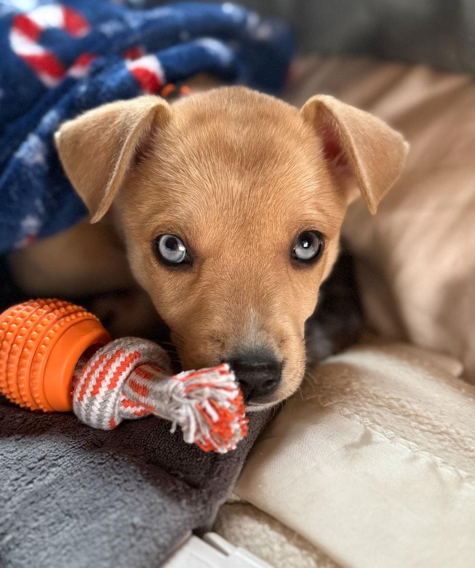 Topaz, a Adopted Mixed Breed in Laramie, WY image 3/3