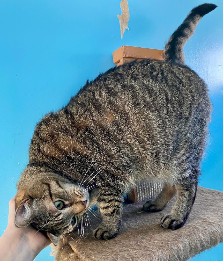 Tabby, a Adoptable Domestic Short Hair in Beacon, NY image 1/11