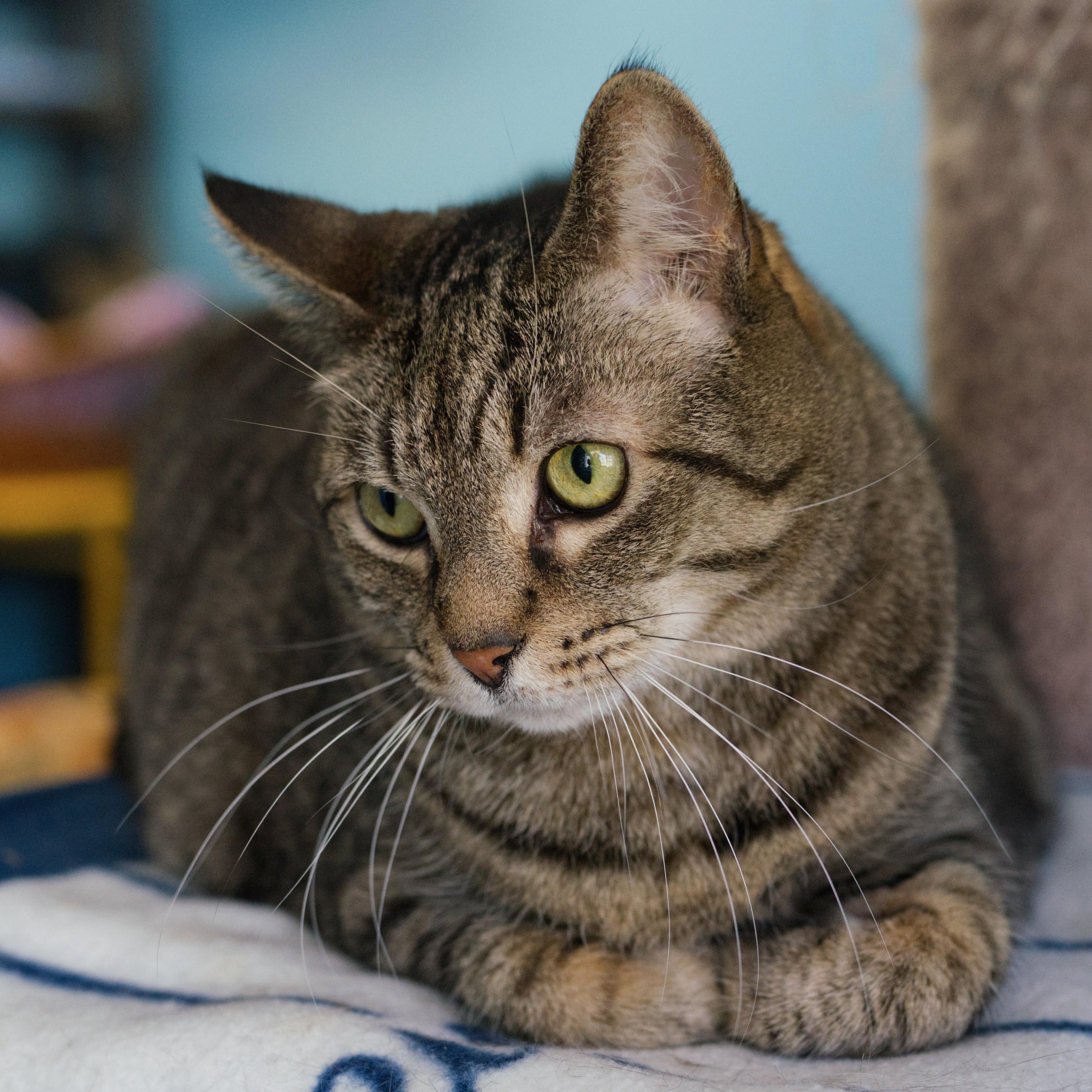 Tabby, Adoptable, Adult Female Domestic Short Hair.