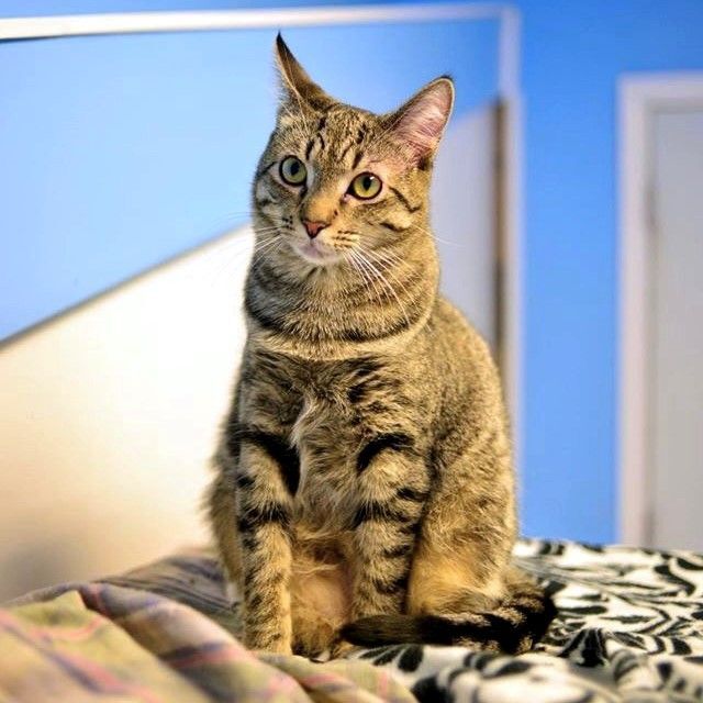 Tabby, a Adoptable Domestic Short Hair in Beacon, NY image 2/11