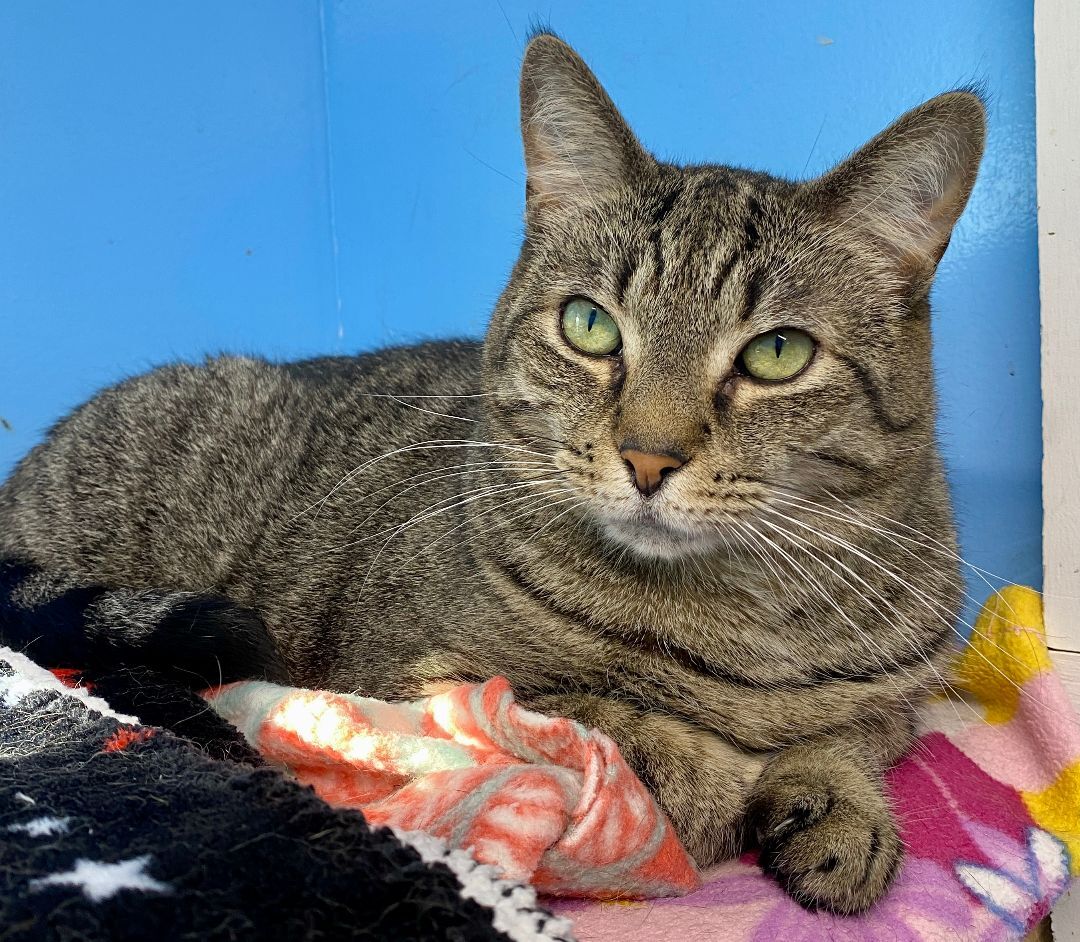Tabby, Adult Female Domestic Short Hair