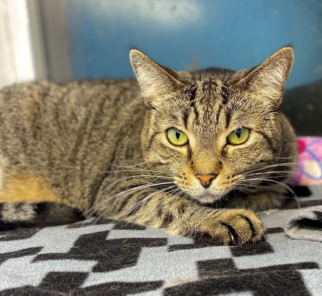 Tabby, a Adoptable Domestic Short Hair in Beacon, NY image 4/11