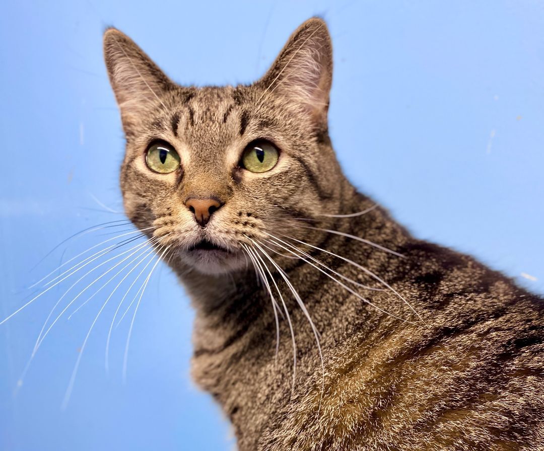 Tabby photo 2