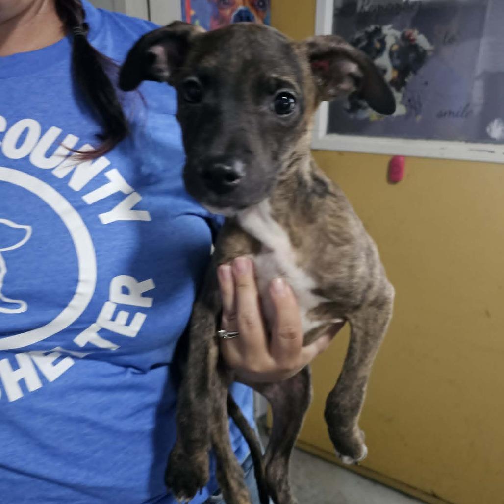 Chompers, Adoptable, Puppy Male Mixed Breed.