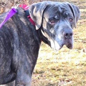 Enlarge Zeus, a ADOPTABLE Cane Corso in Newtown, PA image 2/6