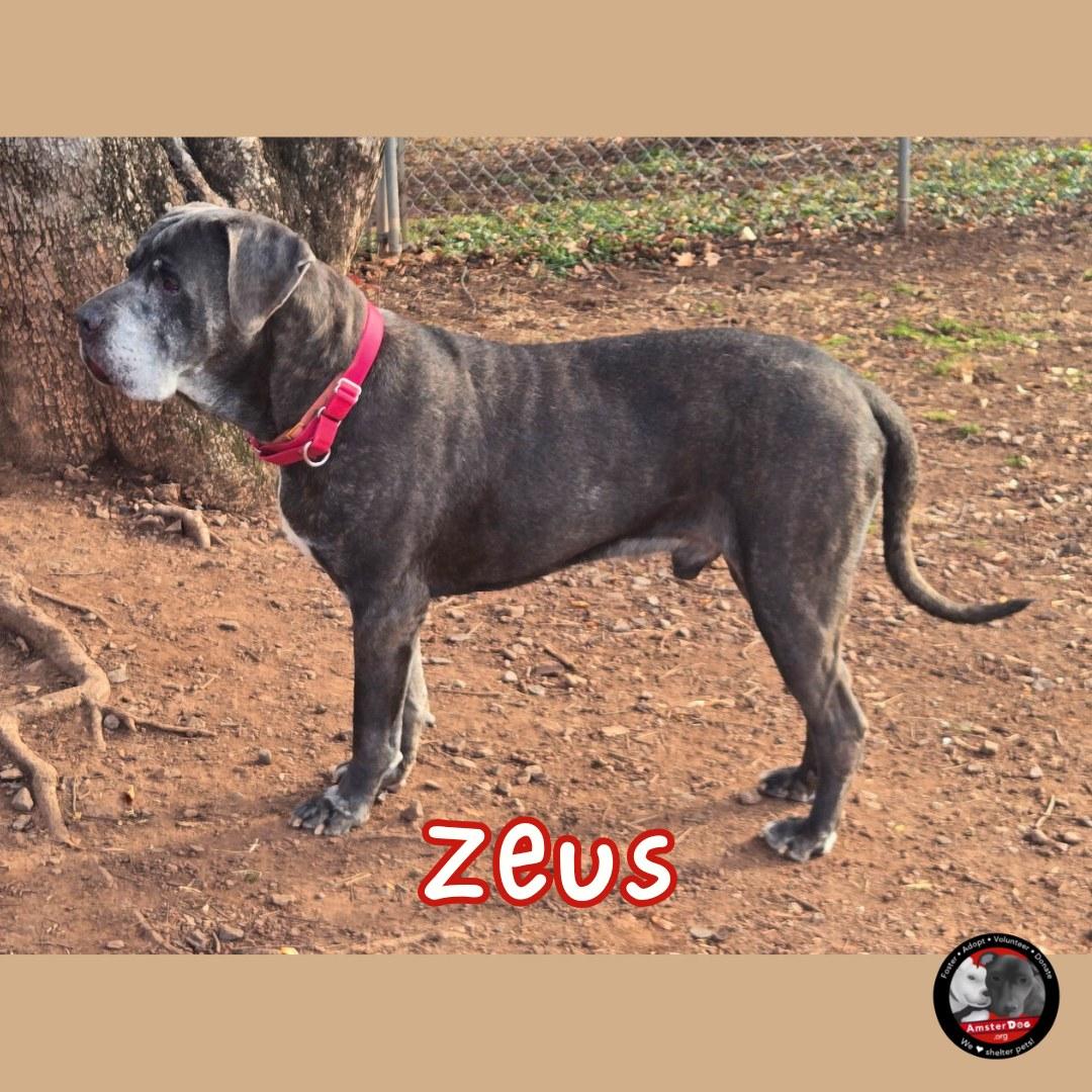 Enlarge Zeus, a ADOPTABLE Cane Corso in Newtown, PA image 4/6