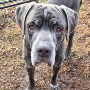 Enlarge Zeus, a ADOPTABLE Cane Corso in Newtown, PA image 1/6