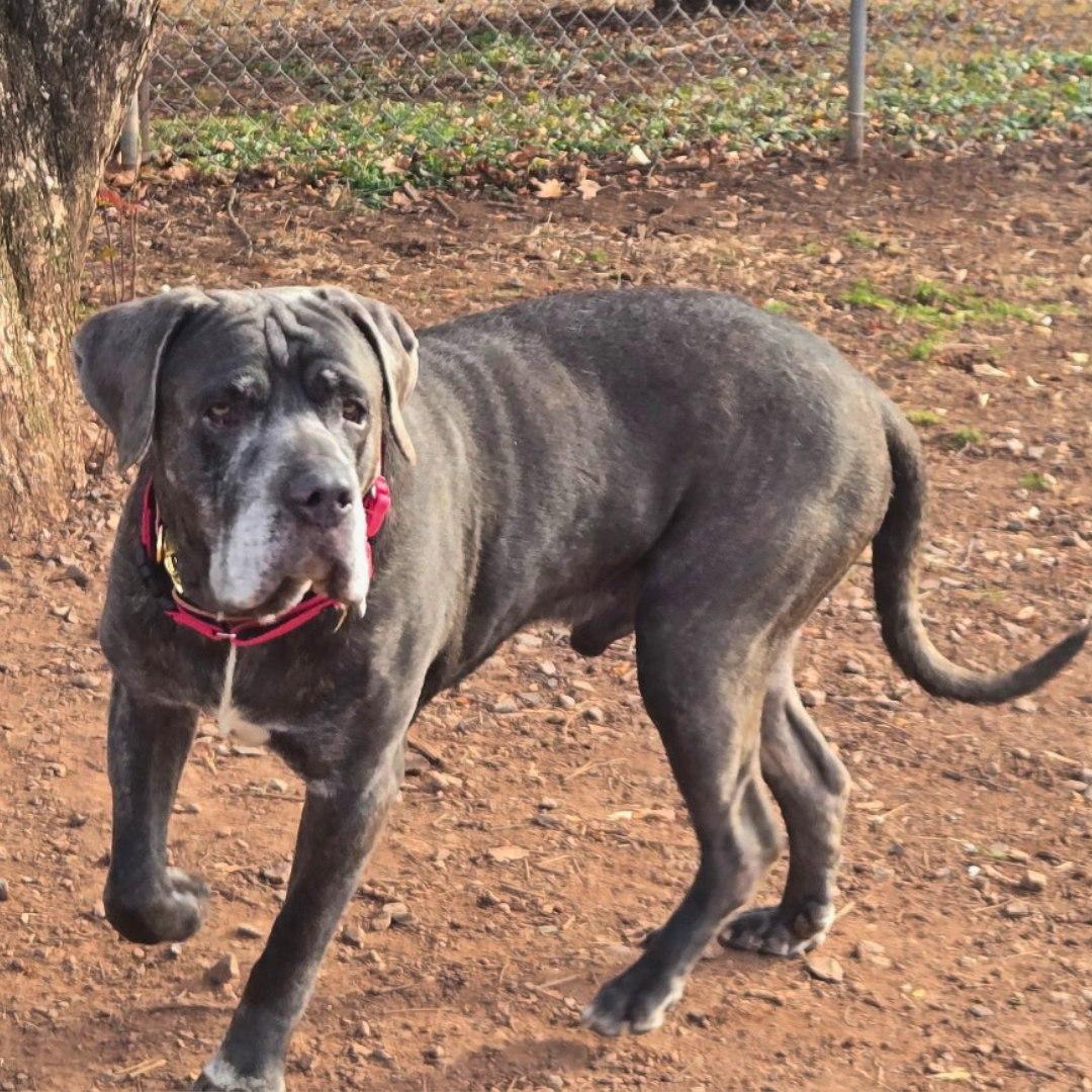 Enlarge Zeus, a ADOPTABLE Cane Corso in Newtown, PA image 5/6