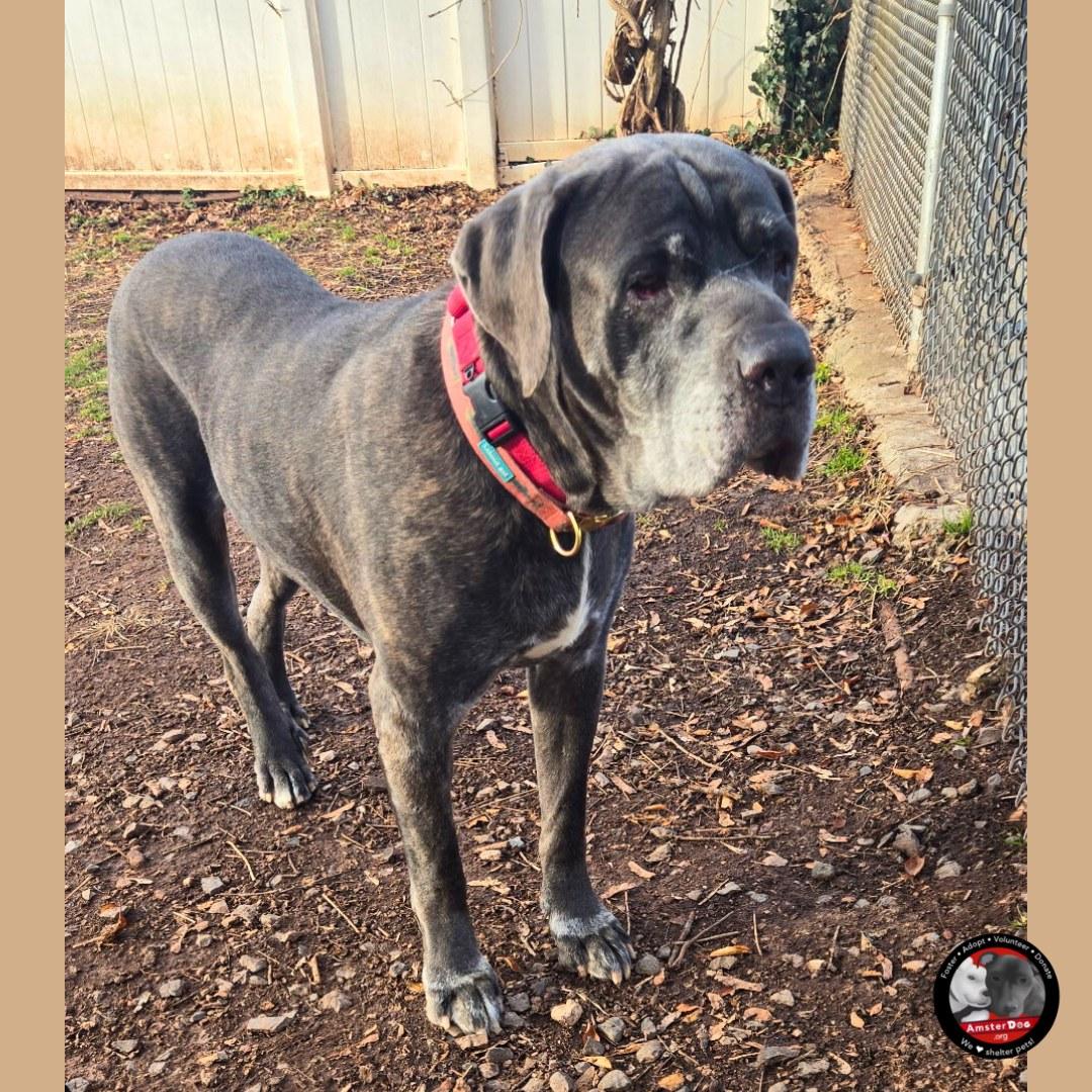 Enlarge Zeus, a ADOPTABLE Cane Corso in Newtown, PA image 3/6