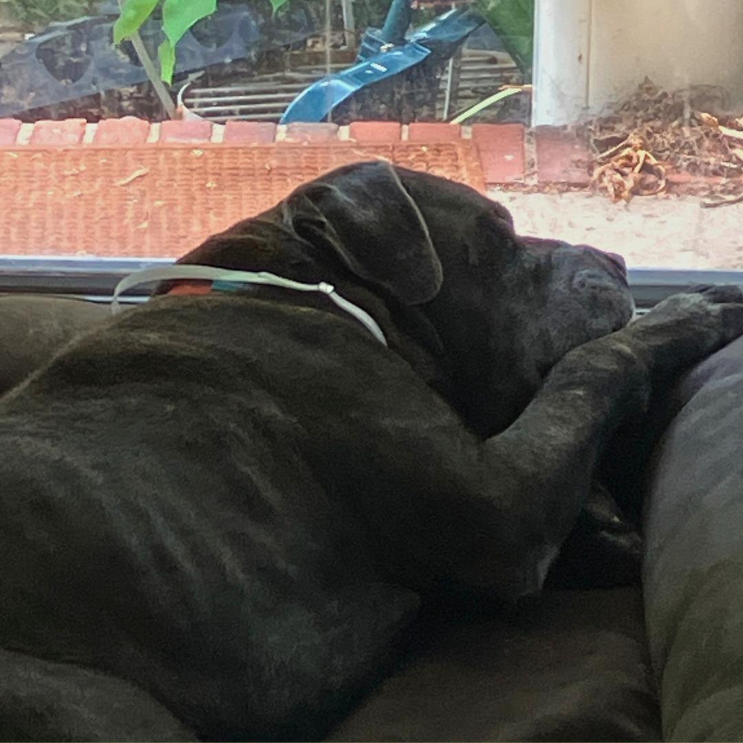 Enlarge Zeus, a ADOPTABLE Cane Corso in Newtown, PA image 6/6