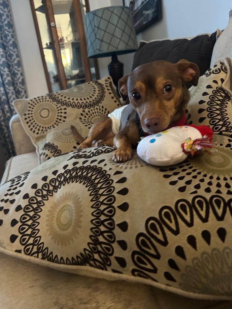 Enlarge Pippin, a Adoptable mixed breed in Galena, OH image 1/3