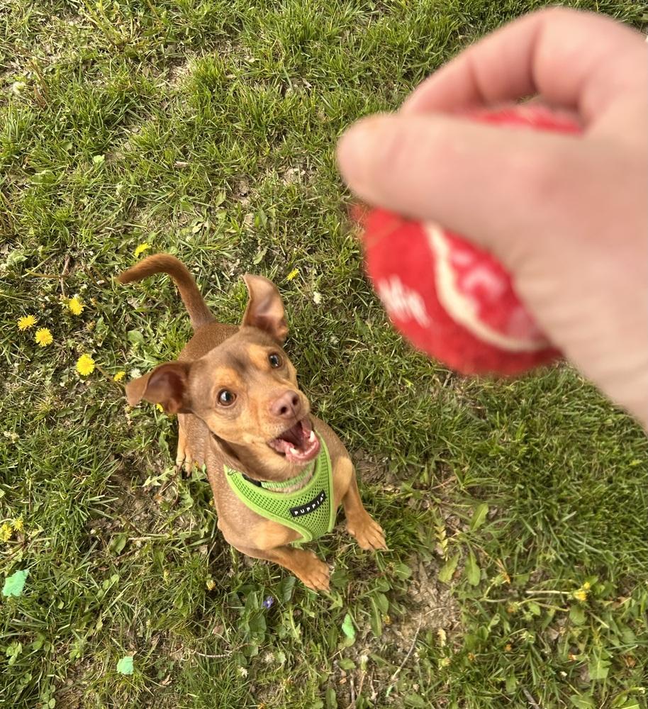 Pippin, Adoptable, Adult Male Miniature Pinscher.