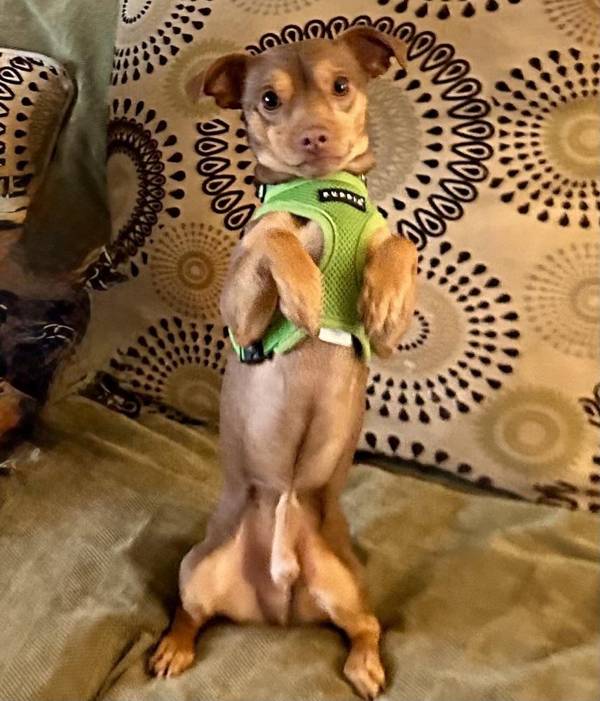 Enlarge Pippin, a Adoptable mixed breed in Galena, OH image 2/4