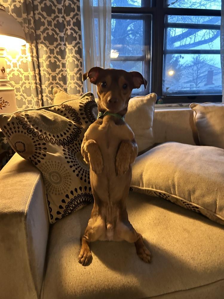 Enlarge Pippin, a Adoptable mixed breed in Galena, OH image 2/3