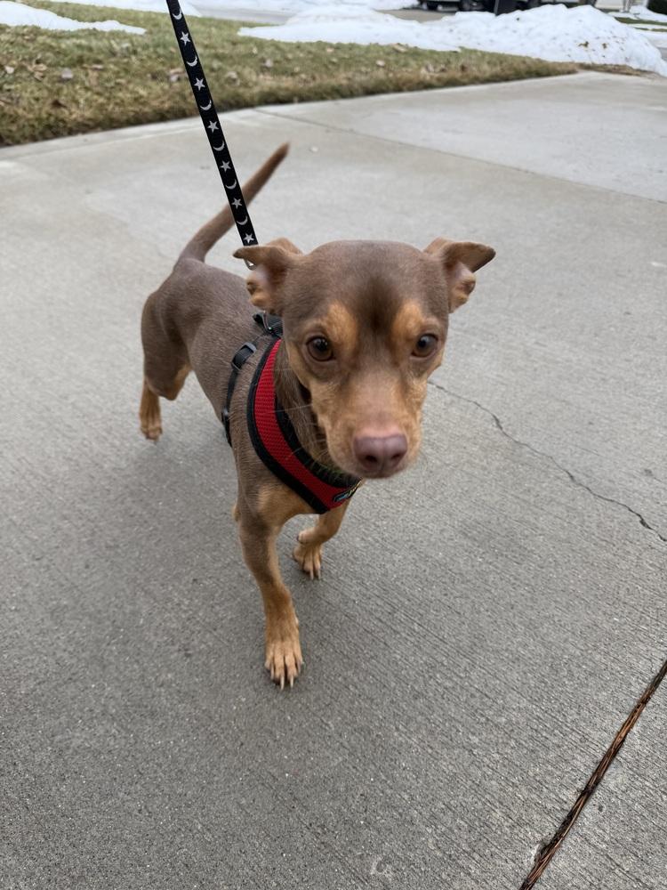 Enlarge Pippin, a Adoptable mixed breed in Galena, OH image 3/3