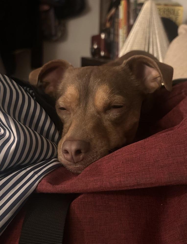 Enlarge Pippin, a Adoptable mixed breed in Galena, OH image 4/4