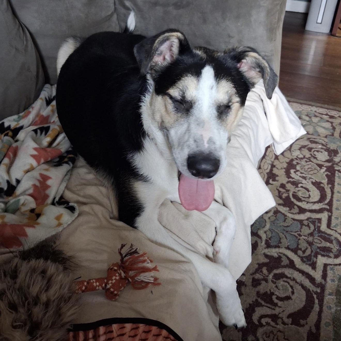Cozy Bear, a ADOPTABLE mixed breed in Beaufort, MO image 2/5