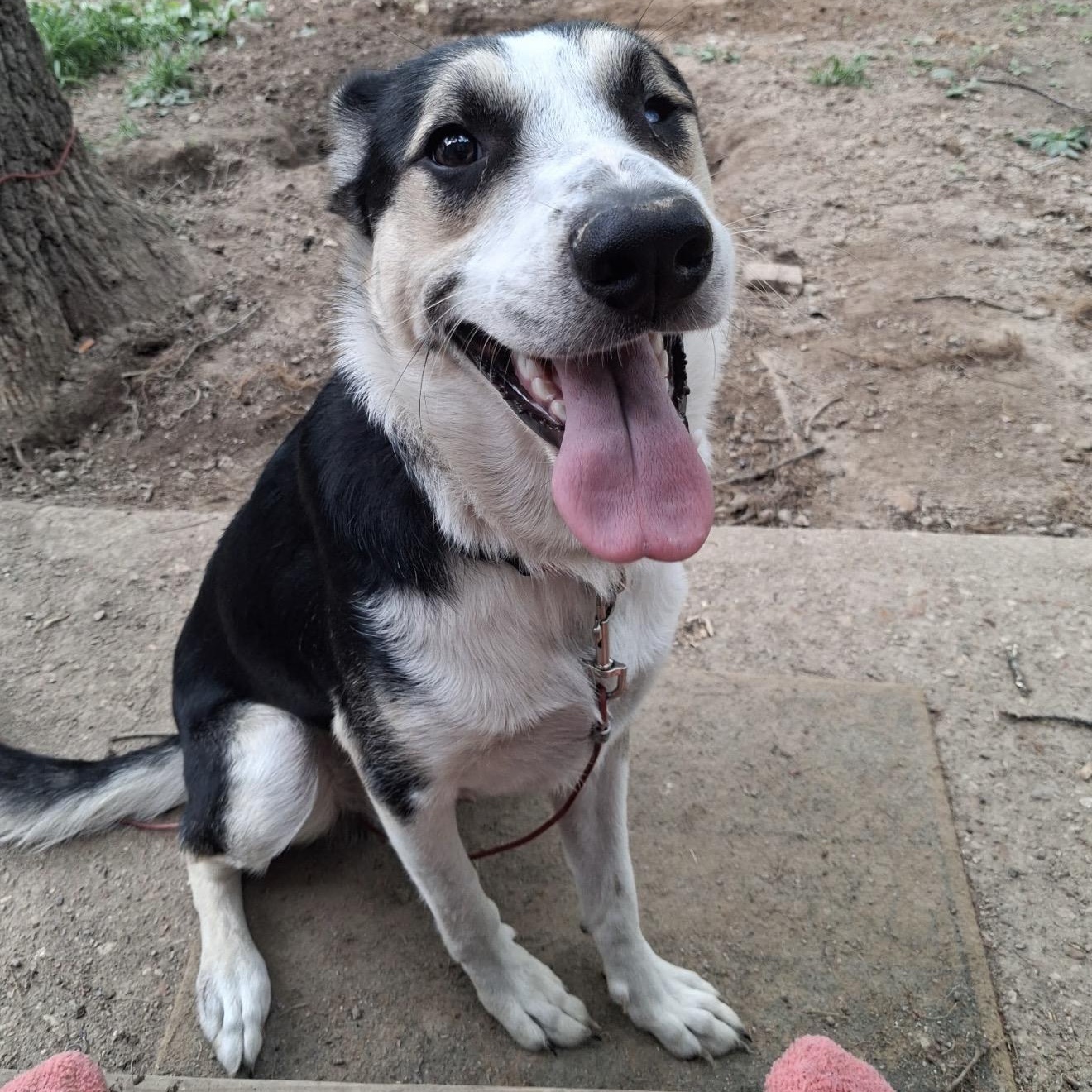 Cozy Bear, a ADOPTABLE mixed breed in Beaufort, MO image 3/5