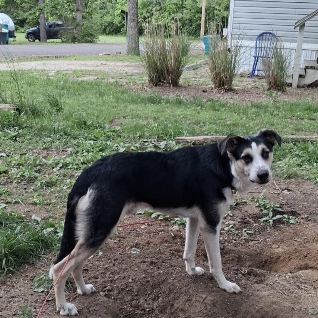 Cozy Bear, a ADOPTABLE mixed breed in Beaufort, MO image 5/5