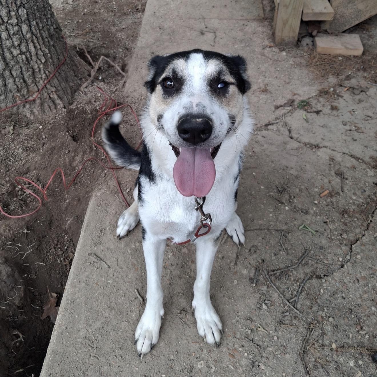 Cozy Bear, ADOPTABLE, Young Male German Shepherd Dog & Border Collie.