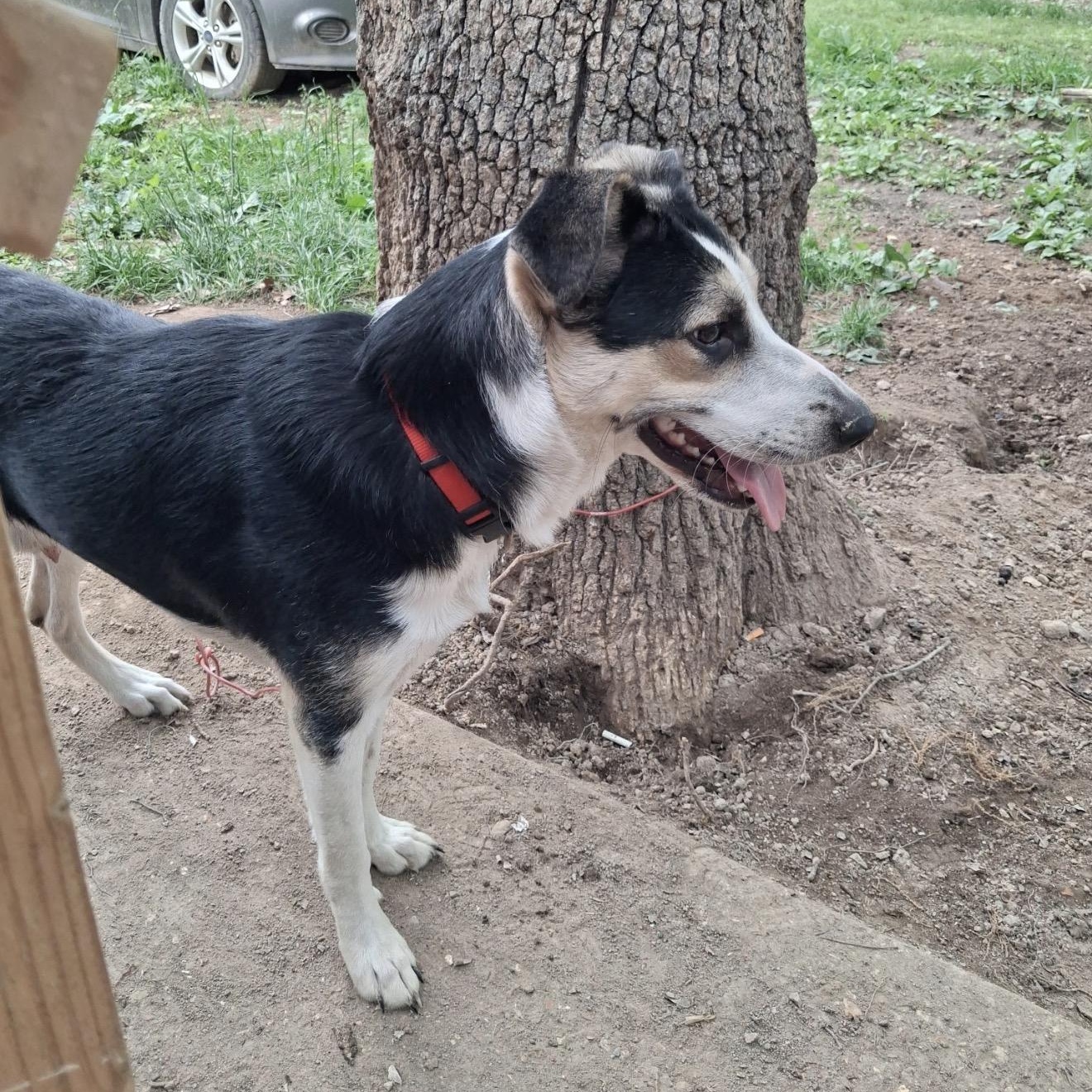 Cozy Bear, a ADOPTABLE mixed breed in Beaufort, MO image 4/5
