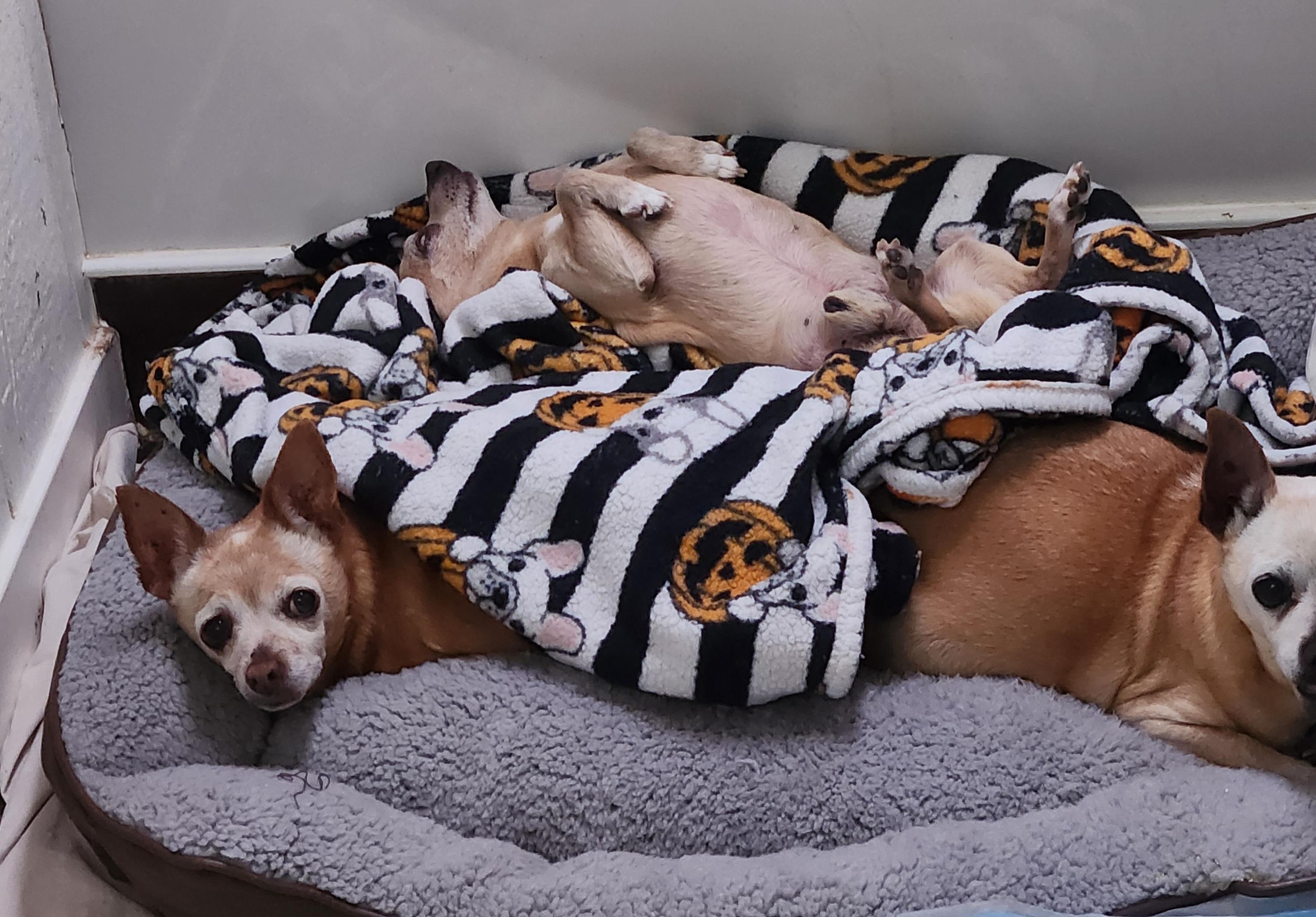 Coco, a Adoptable Chihuahua in Colorado Springs, CO image 2/5