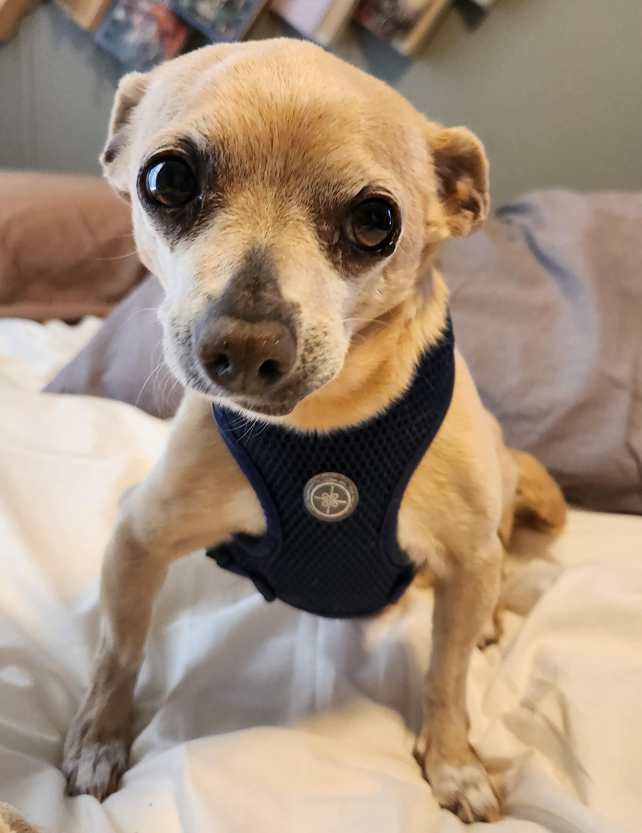 Coco, a Adoptable Chihuahua in Colorado Springs, CO image 3/5