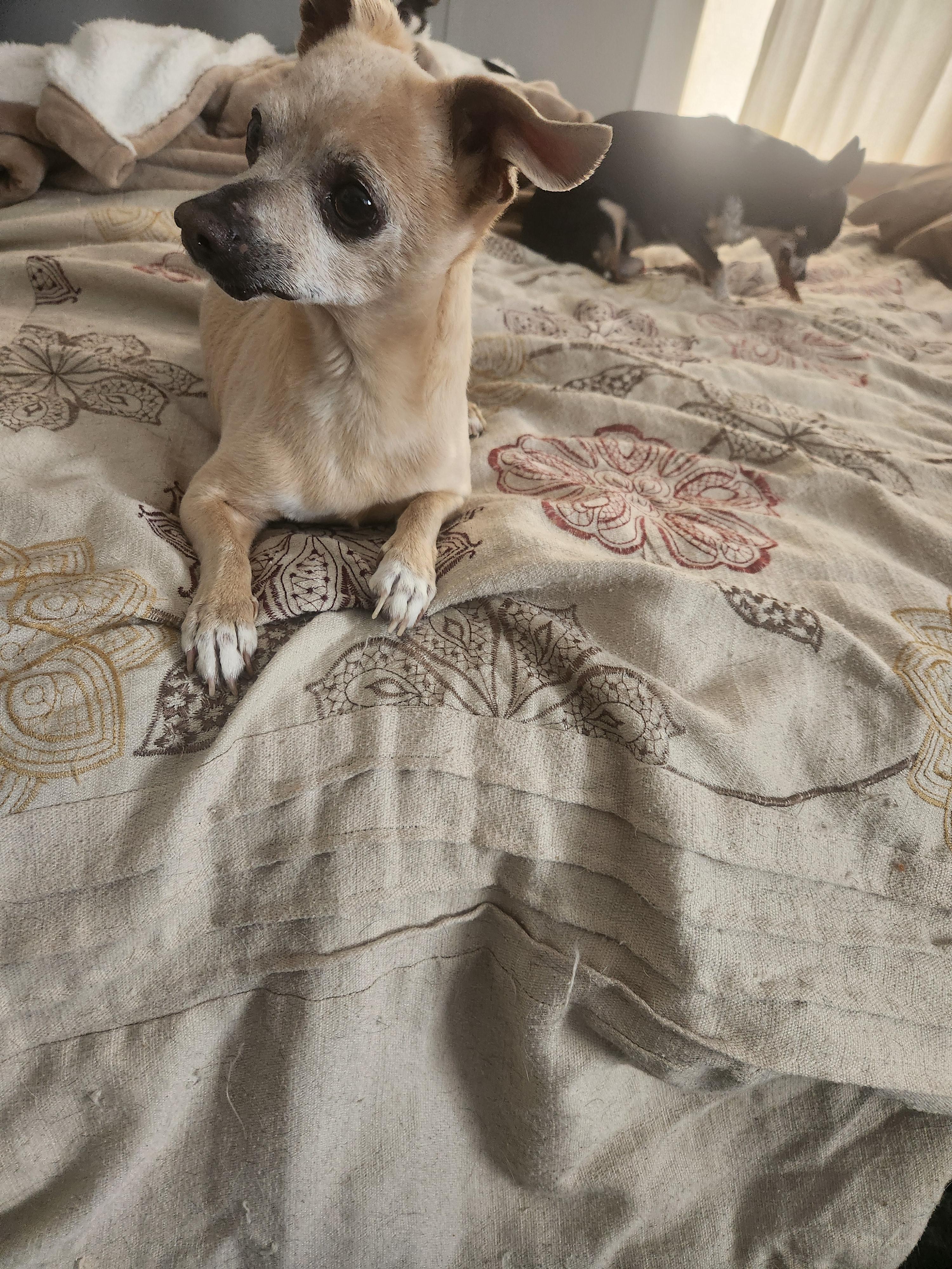 Coco, a Adoptable Chihuahua in Colorado Springs, CO image 4/5