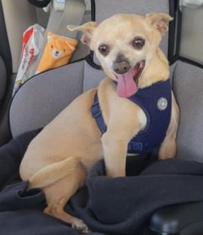 Coco, Adoptable, Senior Male Chihuahua.