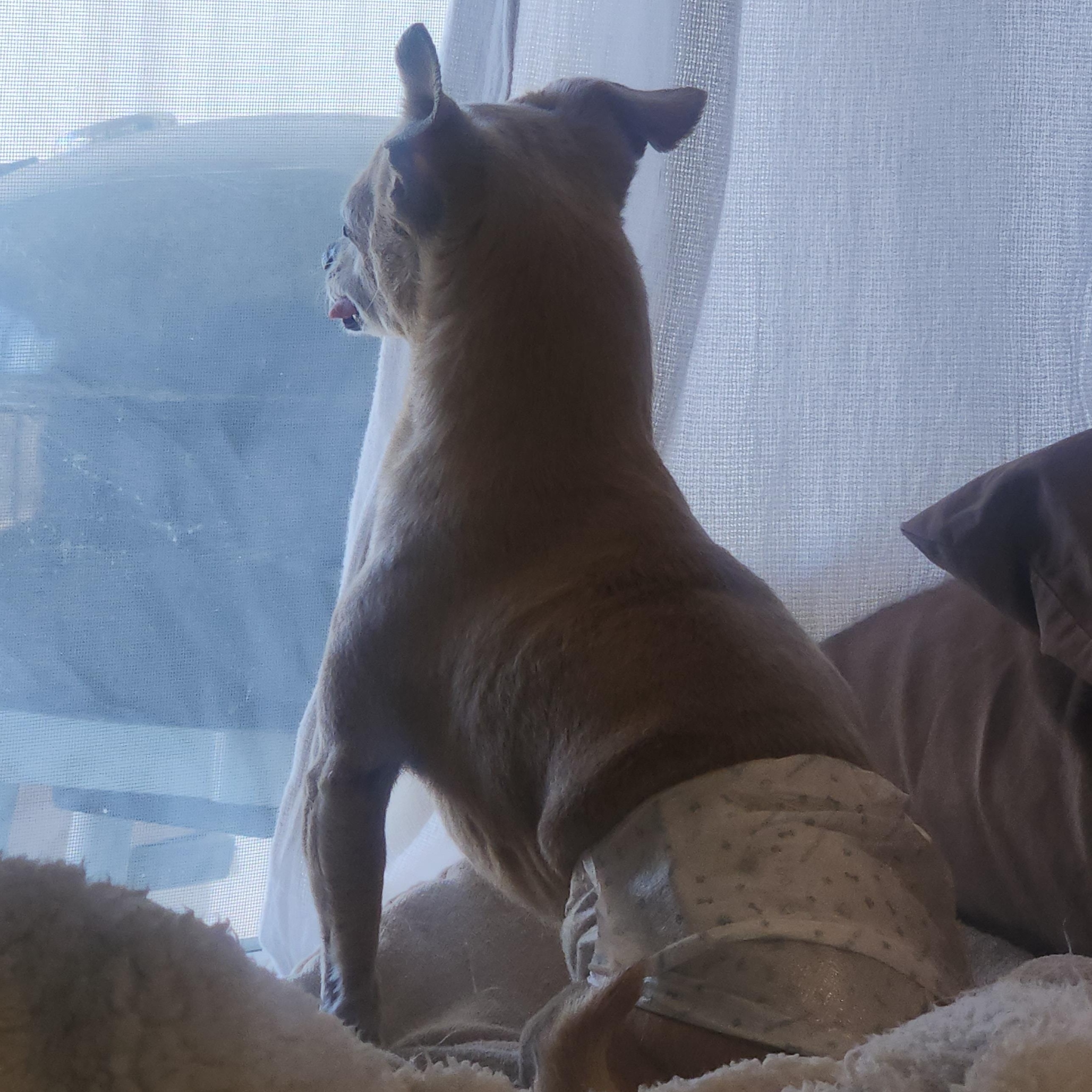 Coco, a Adoptable Chihuahua in Colorado Springs, CO image 5/5