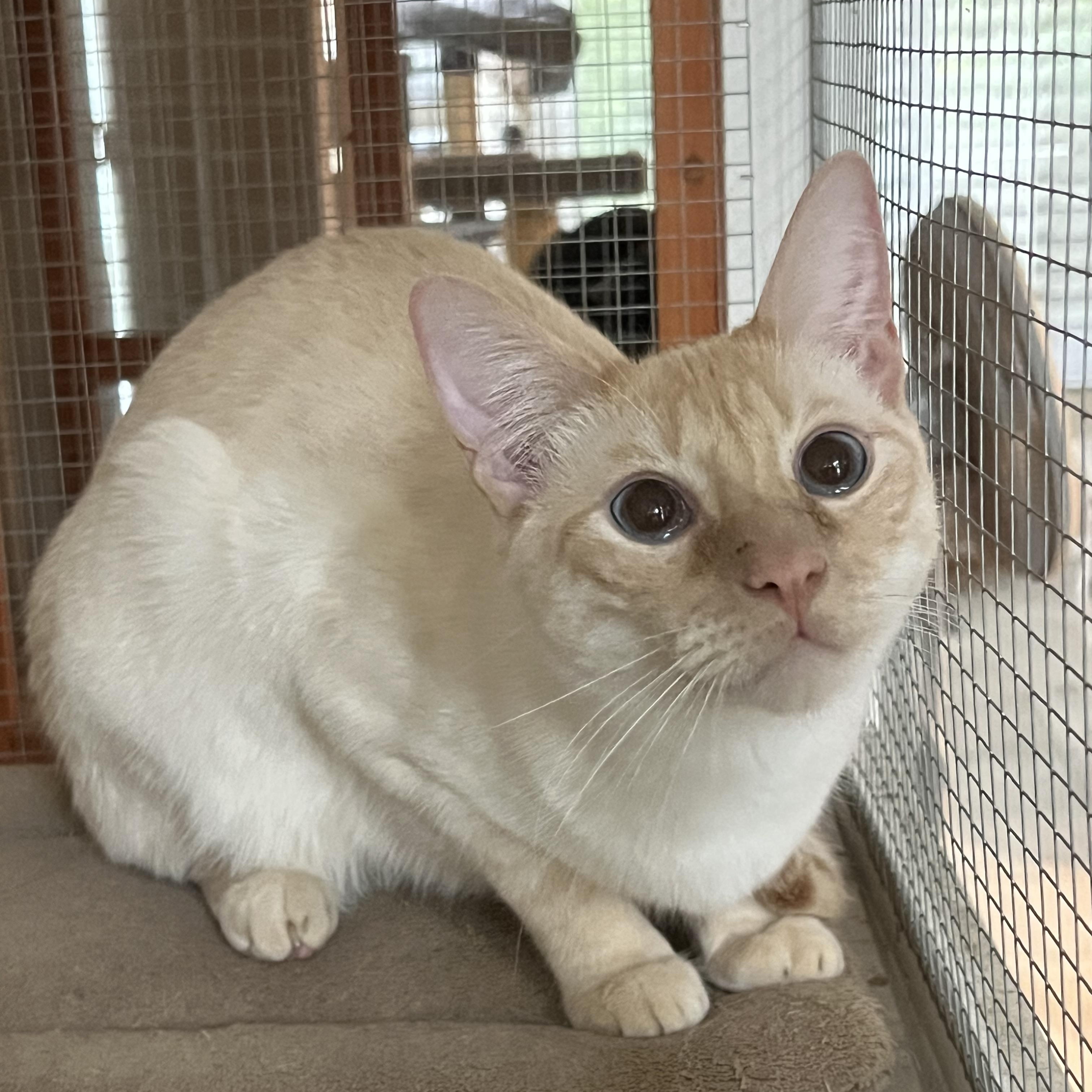 Flamepoint Mix Cutie, a Adoptable mixed breed in Glendora, CA image 4/6