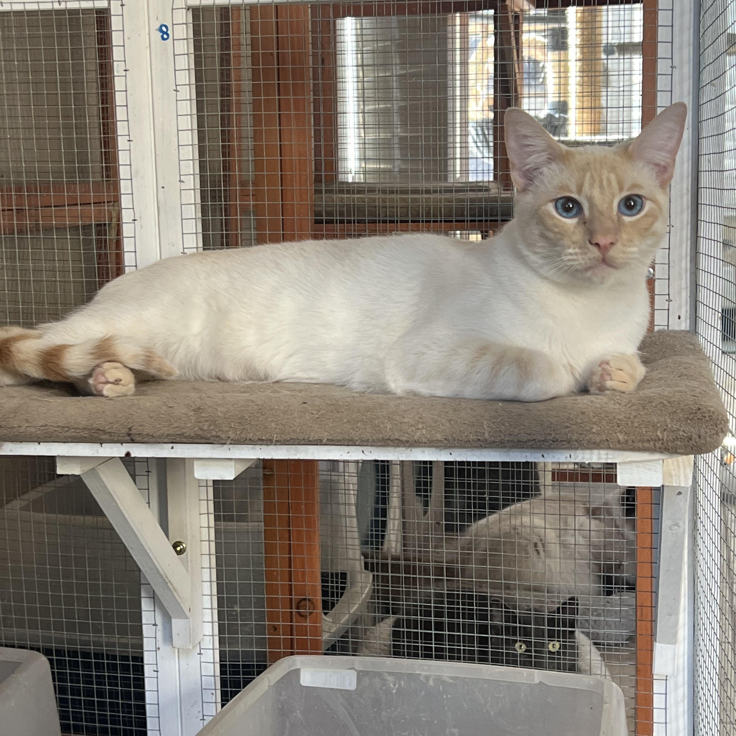 Flamepoint Mix Cutie