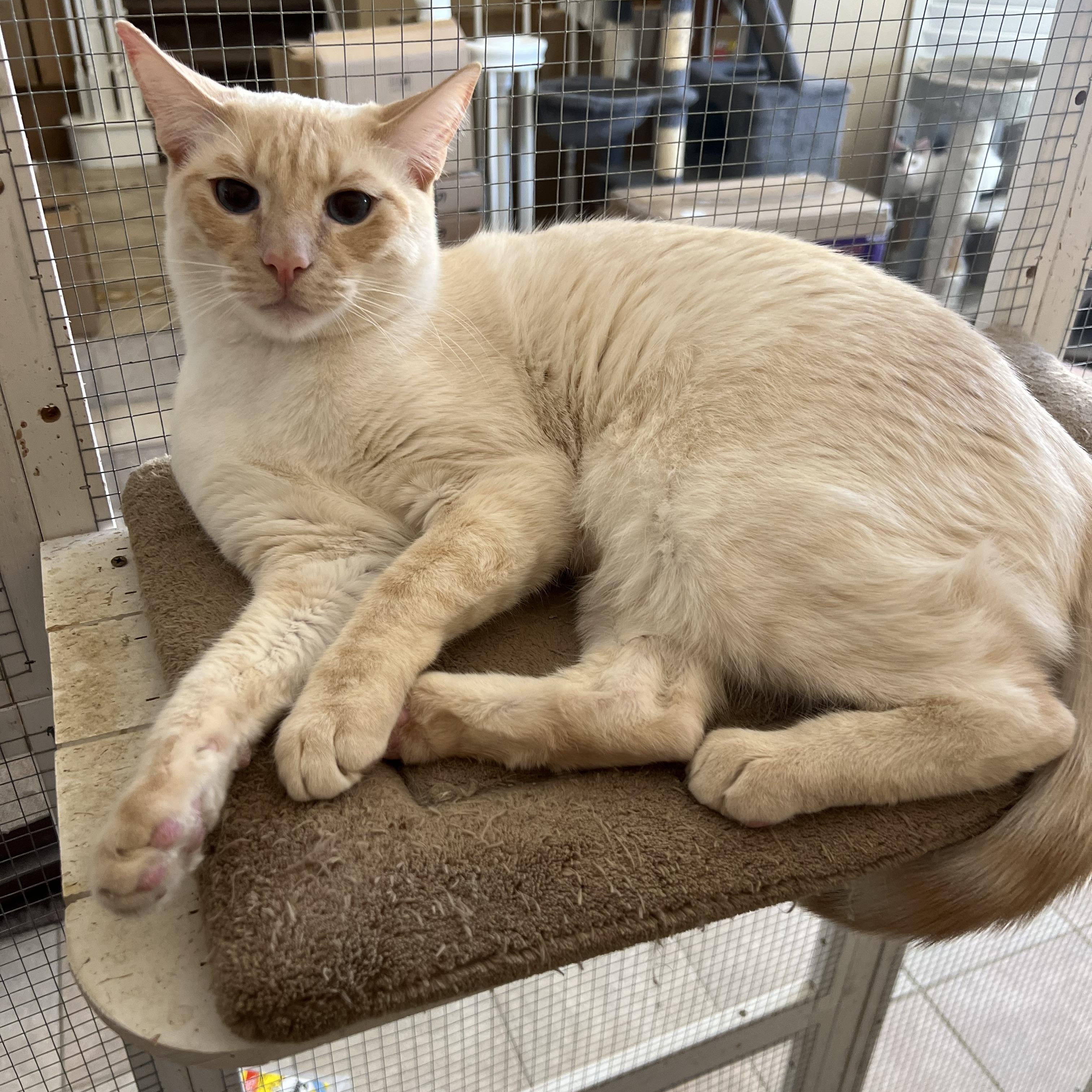 Flamepoint Mix Cutie, a Adoptable mixed breed in Glendora, CA image 6/6