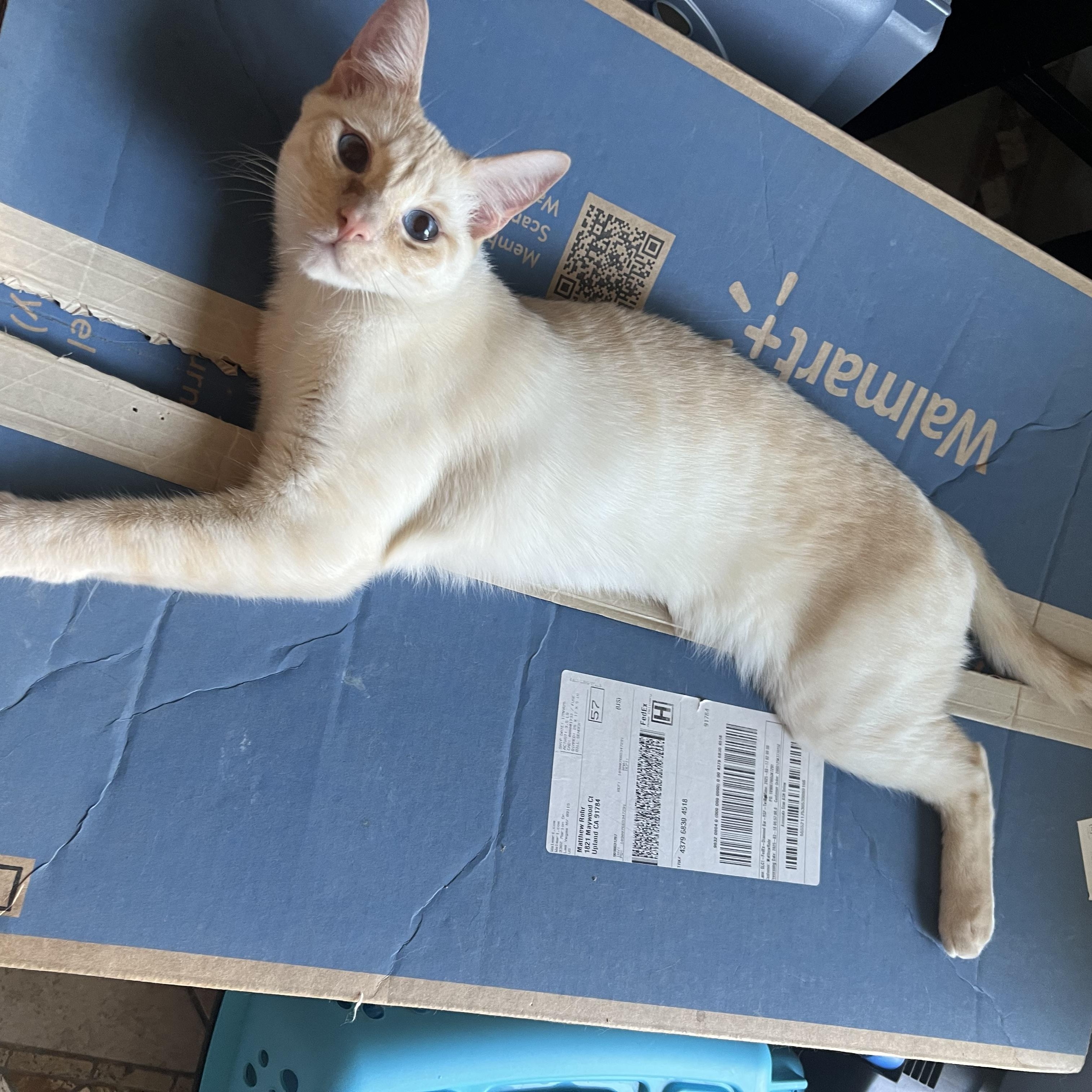 Flamepoint Mix Cutie, Adoptable, Young Male Siamese & Domestic Short Hair.