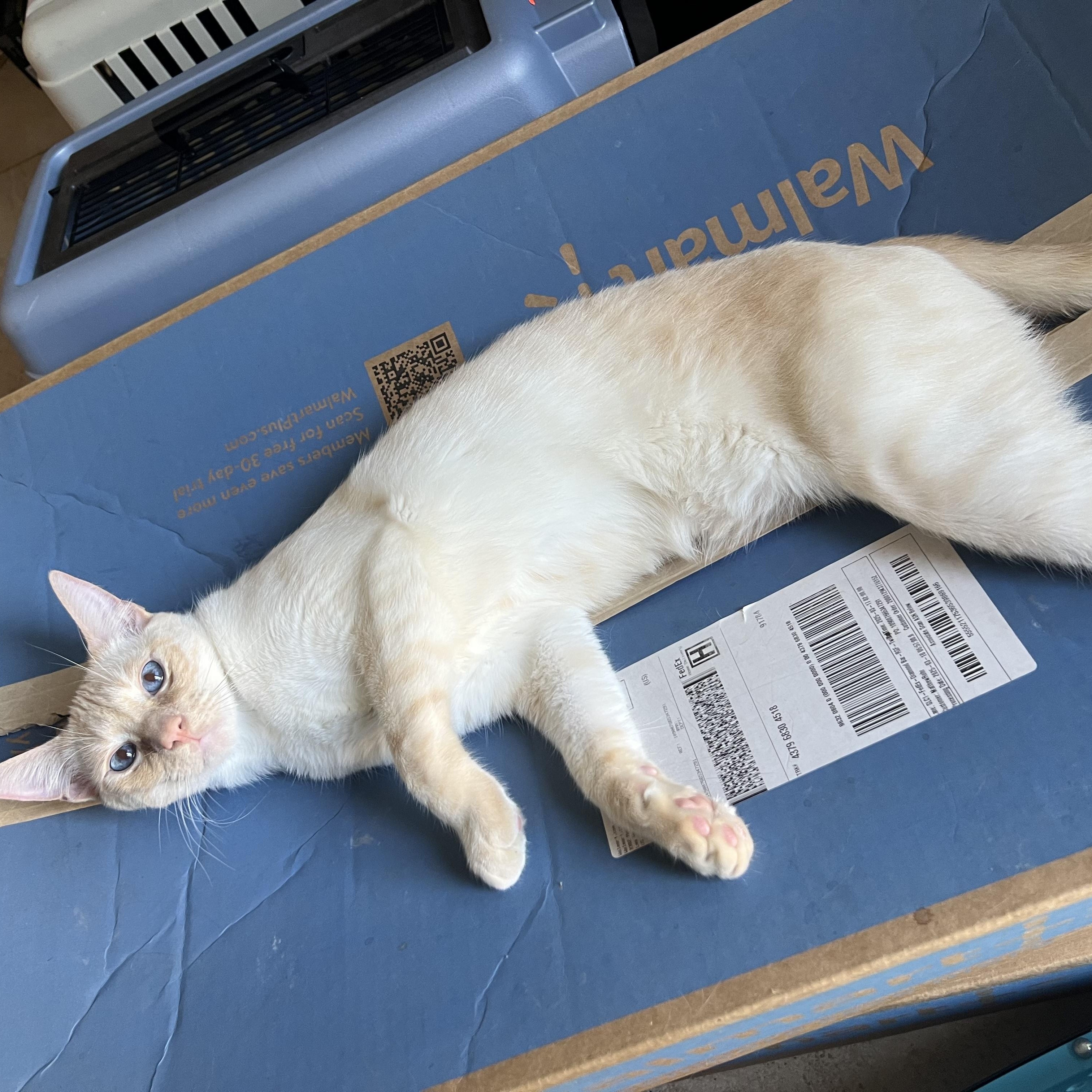 Flamepoint Mix Cutie, a Adoptable mixed breed in Glendora, CA image 3/6