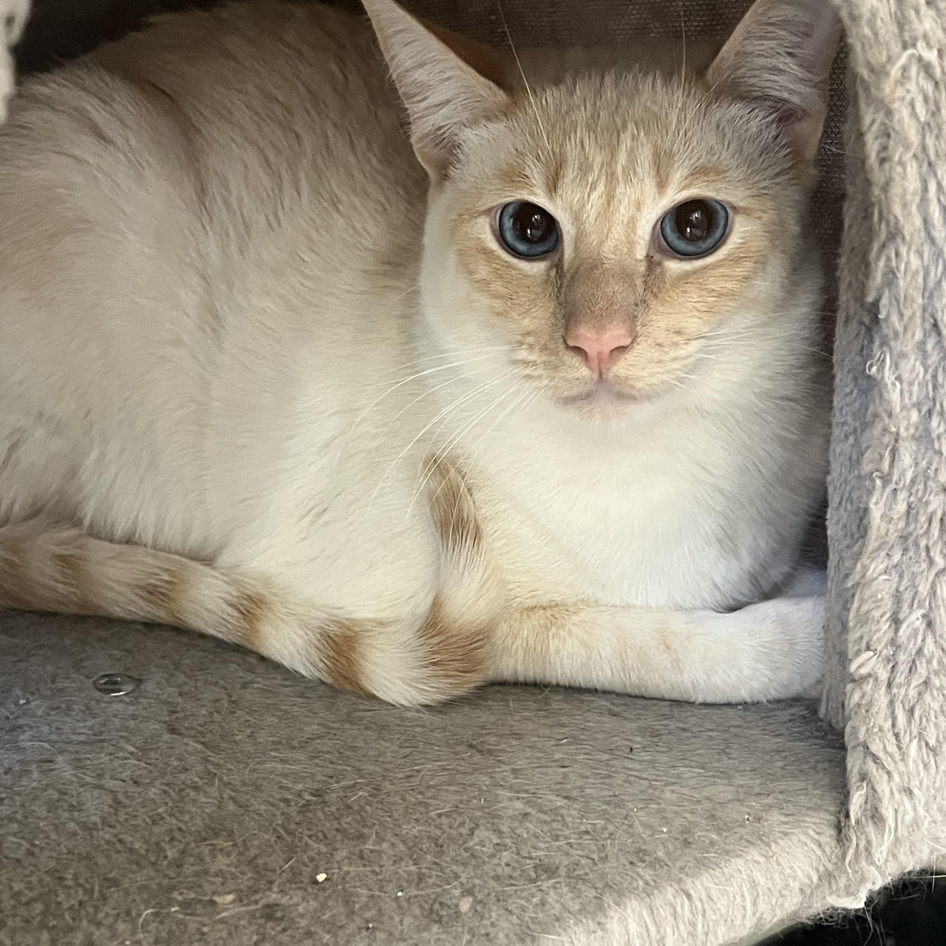 Flamepoint Mix Cutie