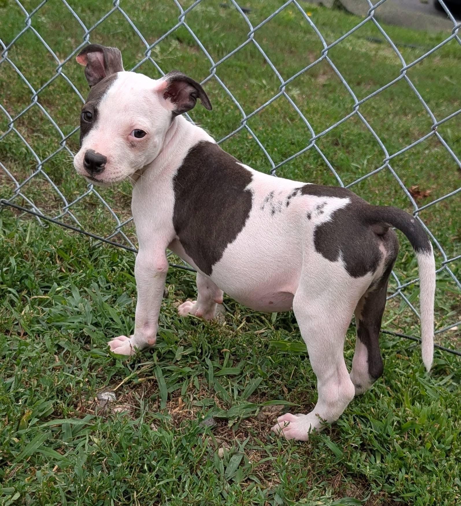 Lewis, an adoptable Mixed Breed in Highland, NY image 2/4