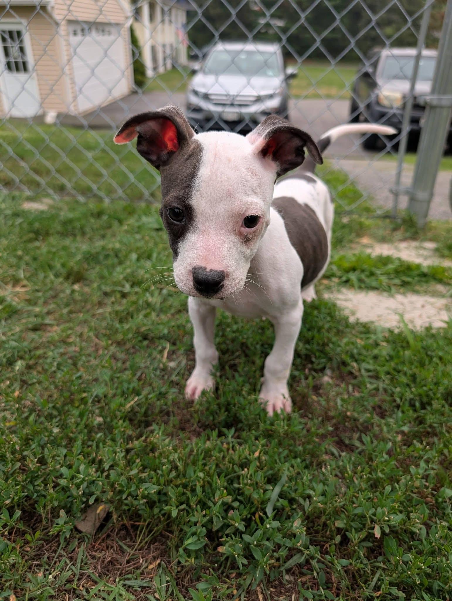 Lewis, an adoptable Mixed Breed in Highland, NY image 3/4