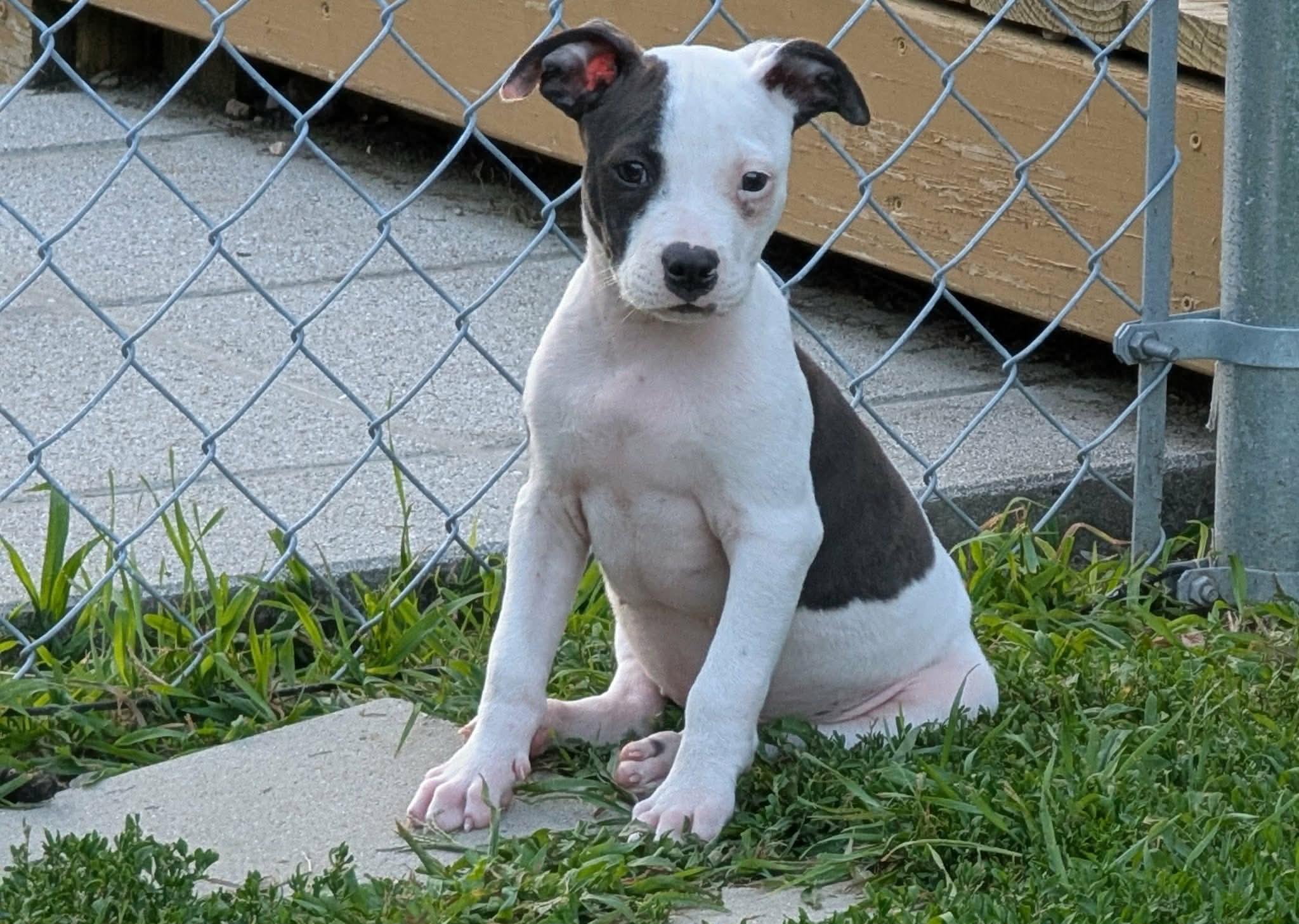 Lewis, adoptable, Puppy Male Mixed Breed.