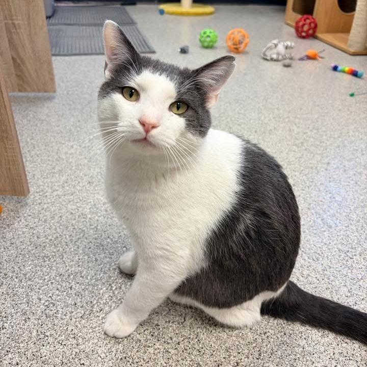 Enlarge Dennis, a Adoptable Domestic Medium Hair in Naperville, IL image 1/5