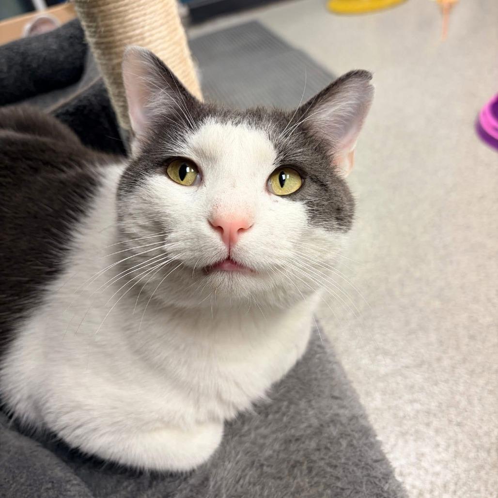 Enlarge Dennis, a Adoptable Domestic Short Hair in Naperville, IL image 2/6