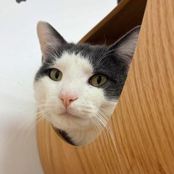 Enlarge Dennis, a Adoptable Domestic Medium Hair in Naperville, IL image 4/5