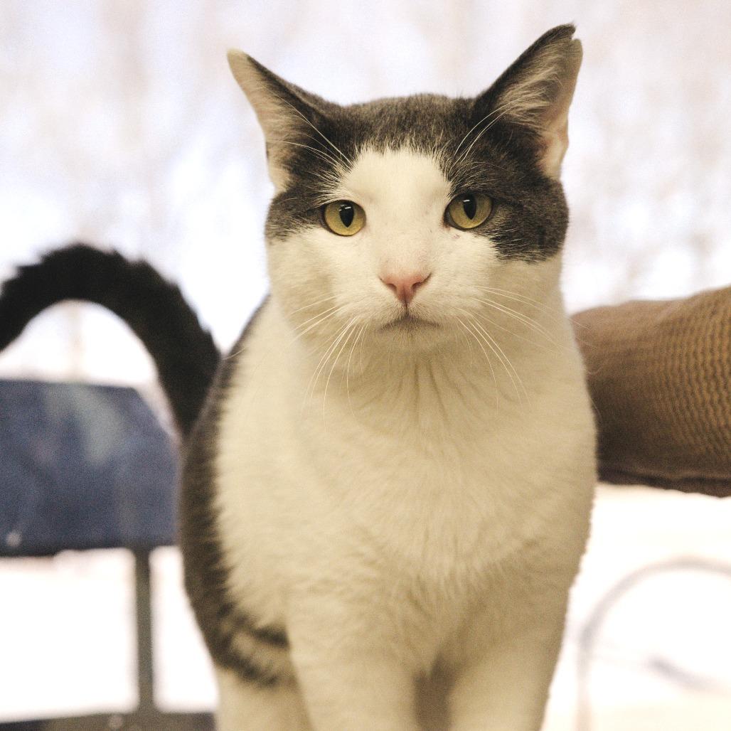 Enlarge Dennis, a Adoptable Domestic Short Hair in Naperville, IL image 2/6